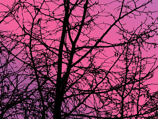  Spring nature background. Branches of trees. Pink and violet tones of sky. Japanes style. Can be used for visit cards, eco texture, devices backdrops.