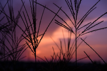 Sonnenuntergang, Himmel, Meditation, Gräser, Träume, Natur