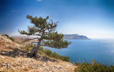 Fototapeta na wymiar Дерево на фоне морского пейзажа, Судак, Крым