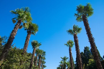 Poster de jardin Palmier Row palm trees against the sky