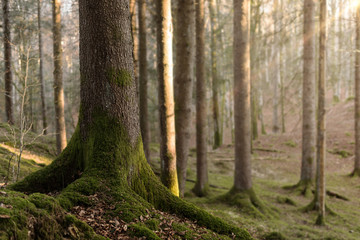 Fototapeta premium Walk in the woods