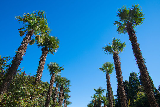 Row palm trees against the sky
