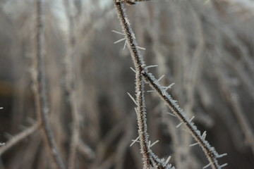 Frozen tree