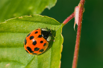 Ladybug macro.  Insect close up.  Cool nature.  