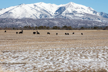 Cattle below snow covered mountain peaks