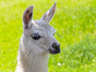 Obraz premium White Llama portrait