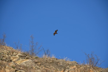 eagle in mountains
