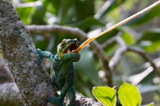 Eating chameleon in Andasibe, Madagascar