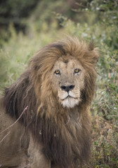 Obraz na płótnie Canvas King of Beasts, Ngorongoro