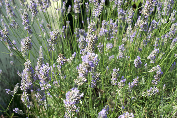 Naklejka premium Lavendel mit Hummeln