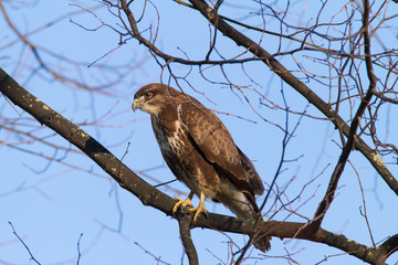 Buteo Buzzard In The Tree / Bird
