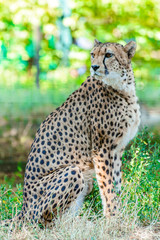 Cheetah
