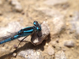 Damsel fly