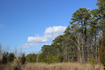 Fototapeta premium Landscape_1 