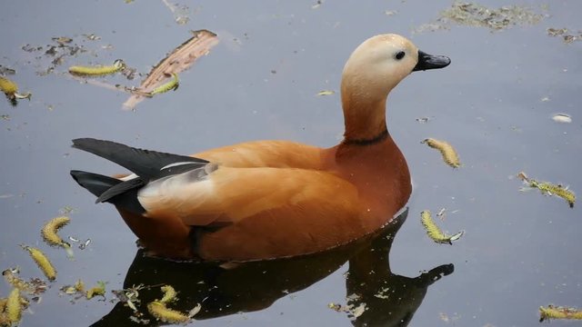 Ogar (Red Weft) - Duck On The Lake