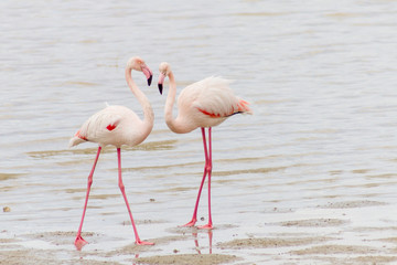 Two courting flamingos at Larnaca Salt-lake shore in Cyprus