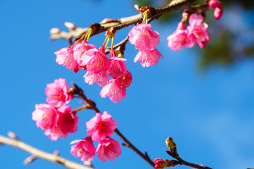 Pink sakura blossom with sky