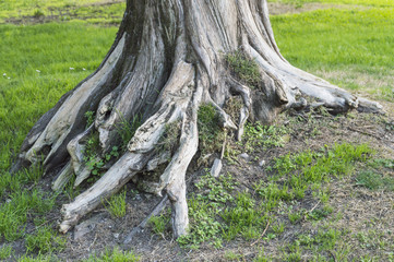 Roots in the ground of a big tree