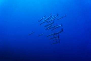Barracudas