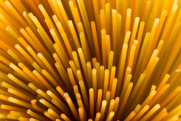 Bunch of various raw italian pasta