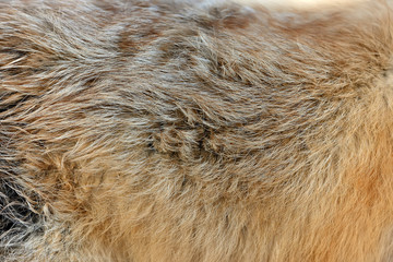 Real fox skin texture