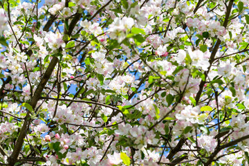 Blooming apple tree