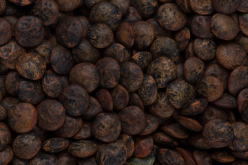 Brown lentils close up