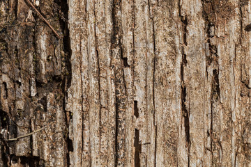 Very Old Wood Background