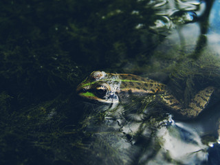 green frog in the lake water closeup
