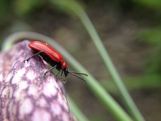 Scarlet lily beetle