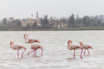 Walking Flamingos and Hala Sultan Tekke at Larnaca Salt-lake, Cy