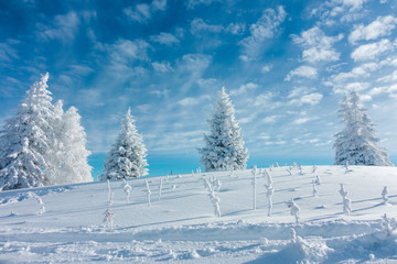 Verschneite Bäume im Winter 9