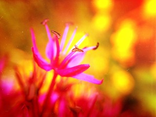 Allium flowers