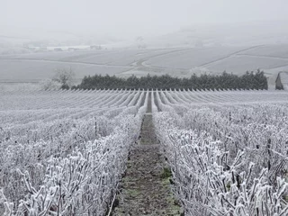 Stoff pro Meter Vigne givrée en Champagne (France) © Florence Piot