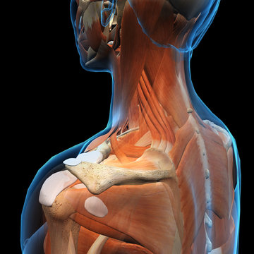 Female Neck, Shoulder and Back Muscles 