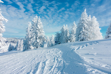 Fototapeta na wymiar Verschneite Bäume im Winter 6