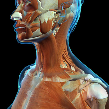 Female Neck and Shoulder Muscles