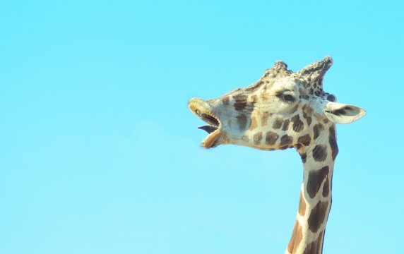 Giraffe Head Closeup With A Funny Face