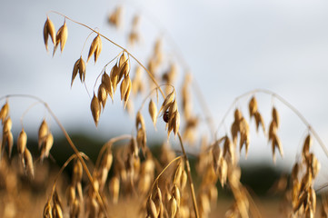 Close up view of oats in the field.  oat growing on field. © gabort