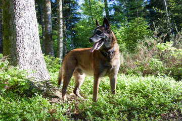 Chien, pose d'un joli berger belge.