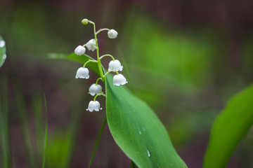 Obraz premium White lily flowers in the woods in spring