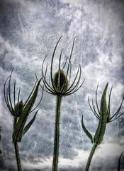 Teasel plant
