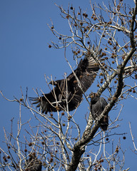Black Vulture in Tree