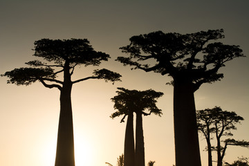 Fototapeta na wymiar Sunset on the Baobabs, Madagascar