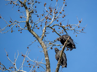 Black Vultures in Tree