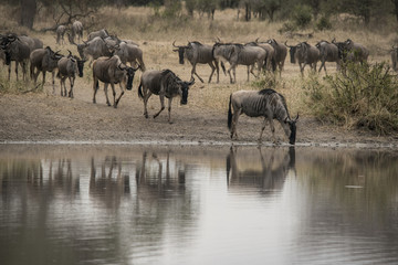 Wildebeests at Watering Hole, Tarangire
