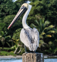 Roatan Pelican