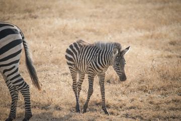 Obraz na płótnie Canvas Baby Zebra, Ngorongoro