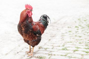 Isolated rooster or cock on grey background © grobima