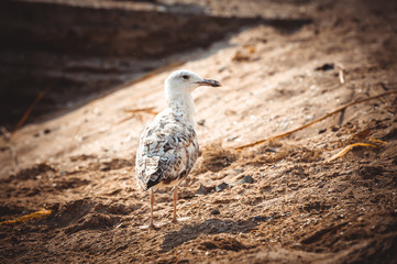 Seagull